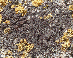 Endocarpon pallidulum