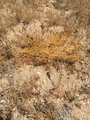 Cuscuta californica