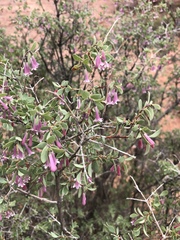 Symphoricarpos longiflorus