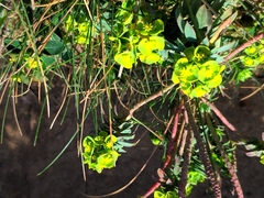 Euphorbia portlandica