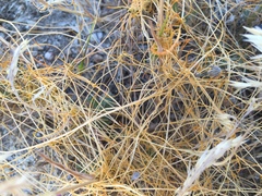 Cuscuta californica
