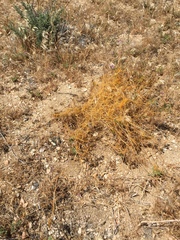 Cuscuta californica