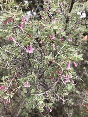 Symphoricarpos longiflorus