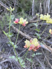 Acmispon grandiflorus