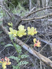 Acmispon grandiflorus