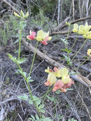 Acmispon grandiflorus