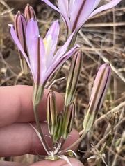 Brodiaea sierrae