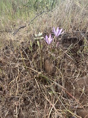 Brodiaea sierrae