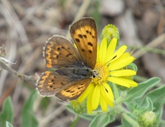 Tharsalea dorcas sangremar