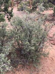 Symphoricarpos longiflorus
