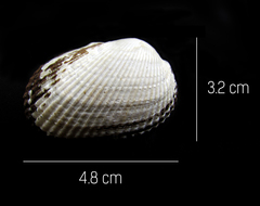 Anadara tuberculosa