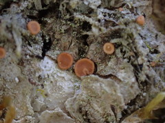 Bacidia rubella