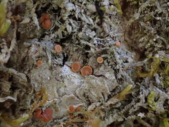 Bacidia rubella