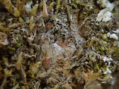 Bacidia rubella