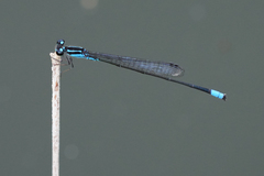 Acanthagrion trilobatum