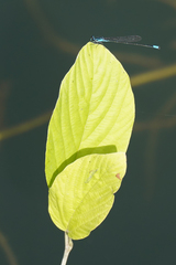 Acanthagrion trilobatum