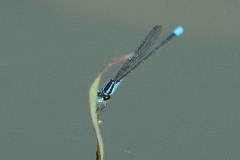 Acanthagrion trilobatum