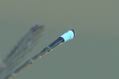 Acanthagrion trilobatum