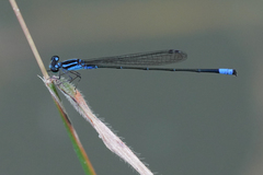 Acanthagrion trilobatum