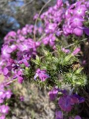 Linanthus californicus