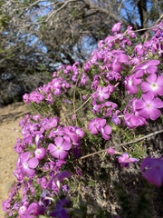 Linanthus californicus