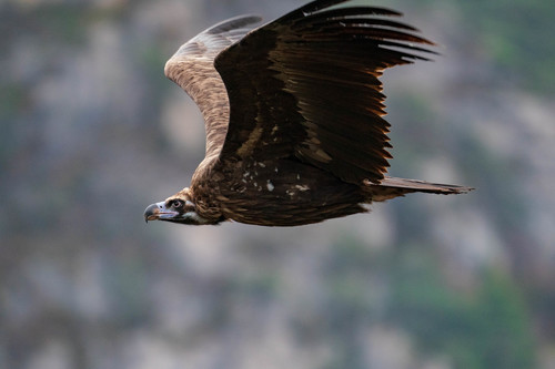 Cinereous Vulture, photo 8 of 9