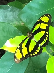 Philaethria wernickei