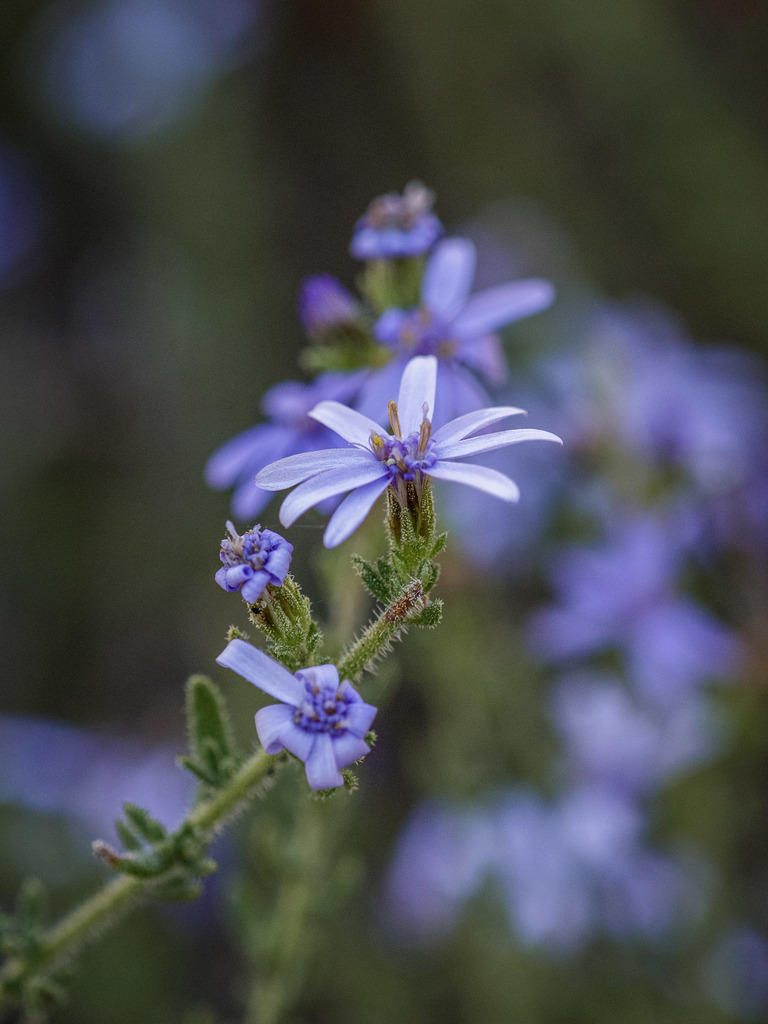 Twiggy Daisy-Bush from Telangatuk East VIC 3401, Australia on March 25
