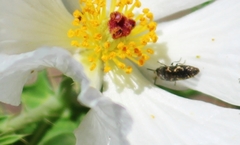 Acmaeodera neoneglecta