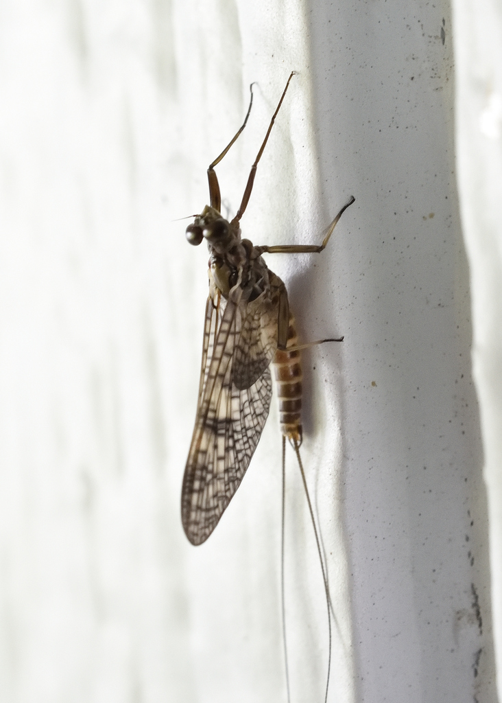 Stream Mayflies from Silo Ct, Anderson, CA 96007, USA on March 23, 2022 ...