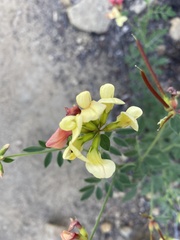 Acmispon grandiflorus