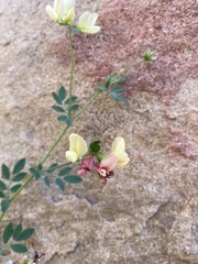 Acmispon grandiflorus