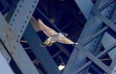Falco peregrinus