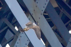 Falco peregrinus