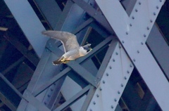 Falco peregrinus