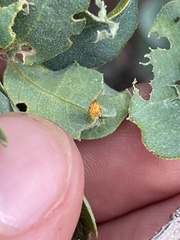 Andricus pattersonae