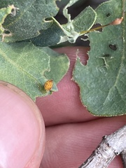 Andricus pattersonae