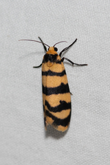 Scaptesyle equidistans