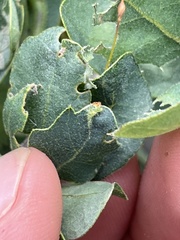 Andricus pattersonae