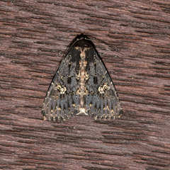 Condica dolorosa