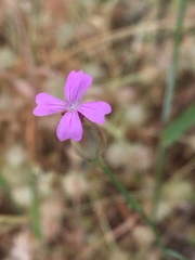 Petrorhagia nanteuilii