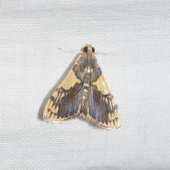 Rehimena cissophora