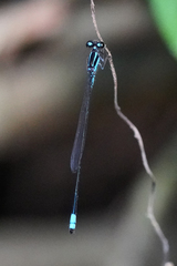 Acanthagrion trilobatum