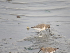 Calidris alpina