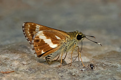 Sebastonyma pudens