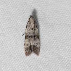 Hypatima baliodes