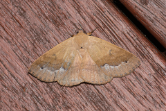 Ophyx ochroptera