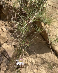 Malacothrix saxatilis saxatilis