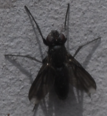 Melanophora