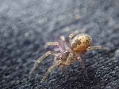Araneae